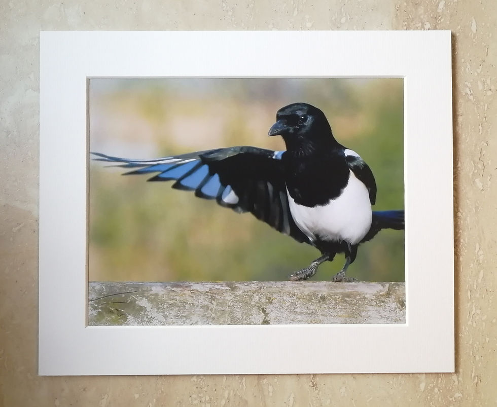 Pointing Magpie - 10x8 mounted print