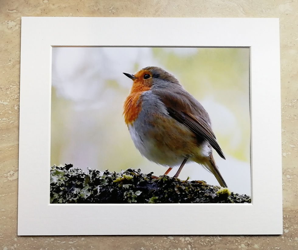 Robin in woodland - 10x8 mounted print