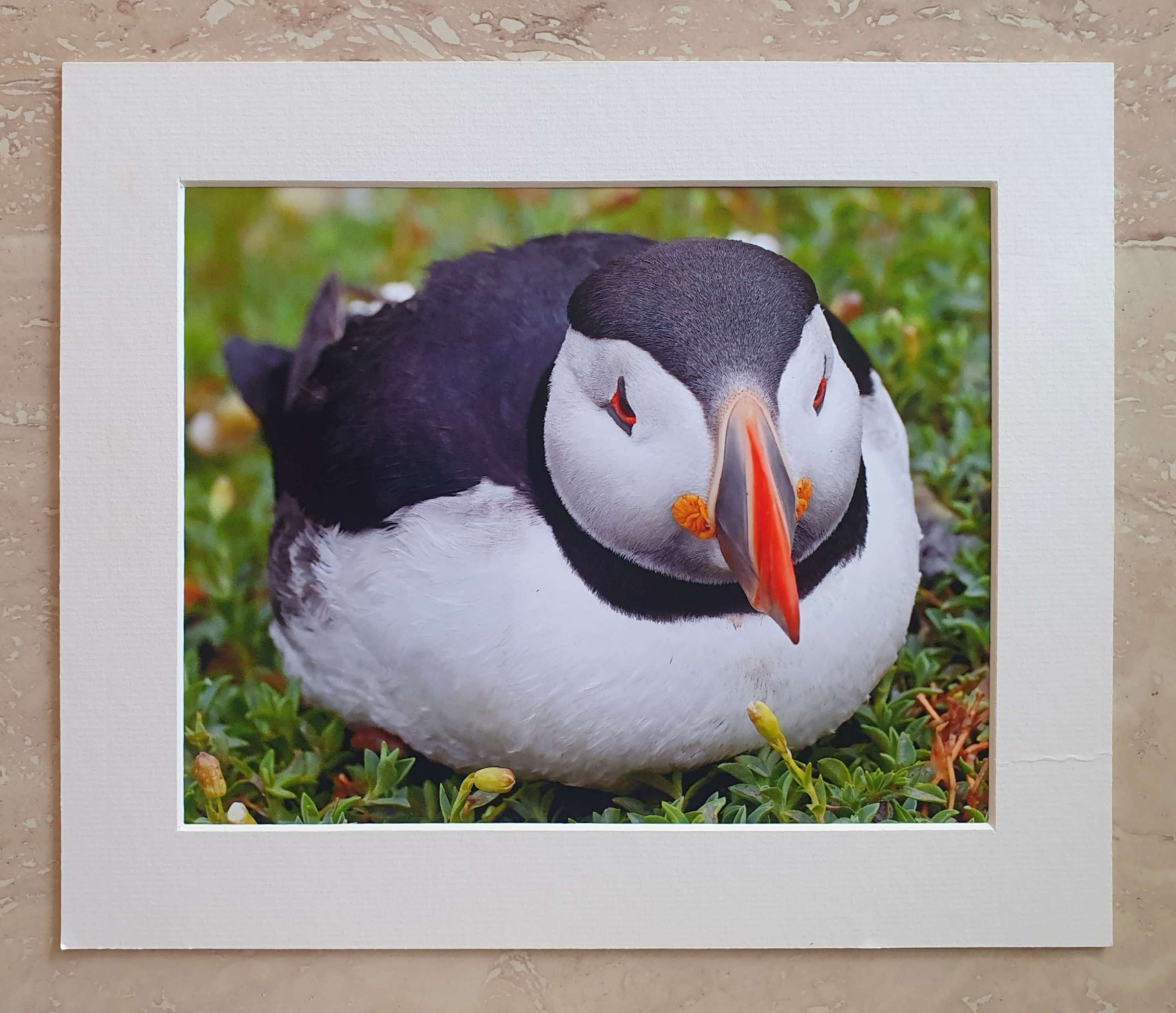 Puffin ball - 10x8 mounted print