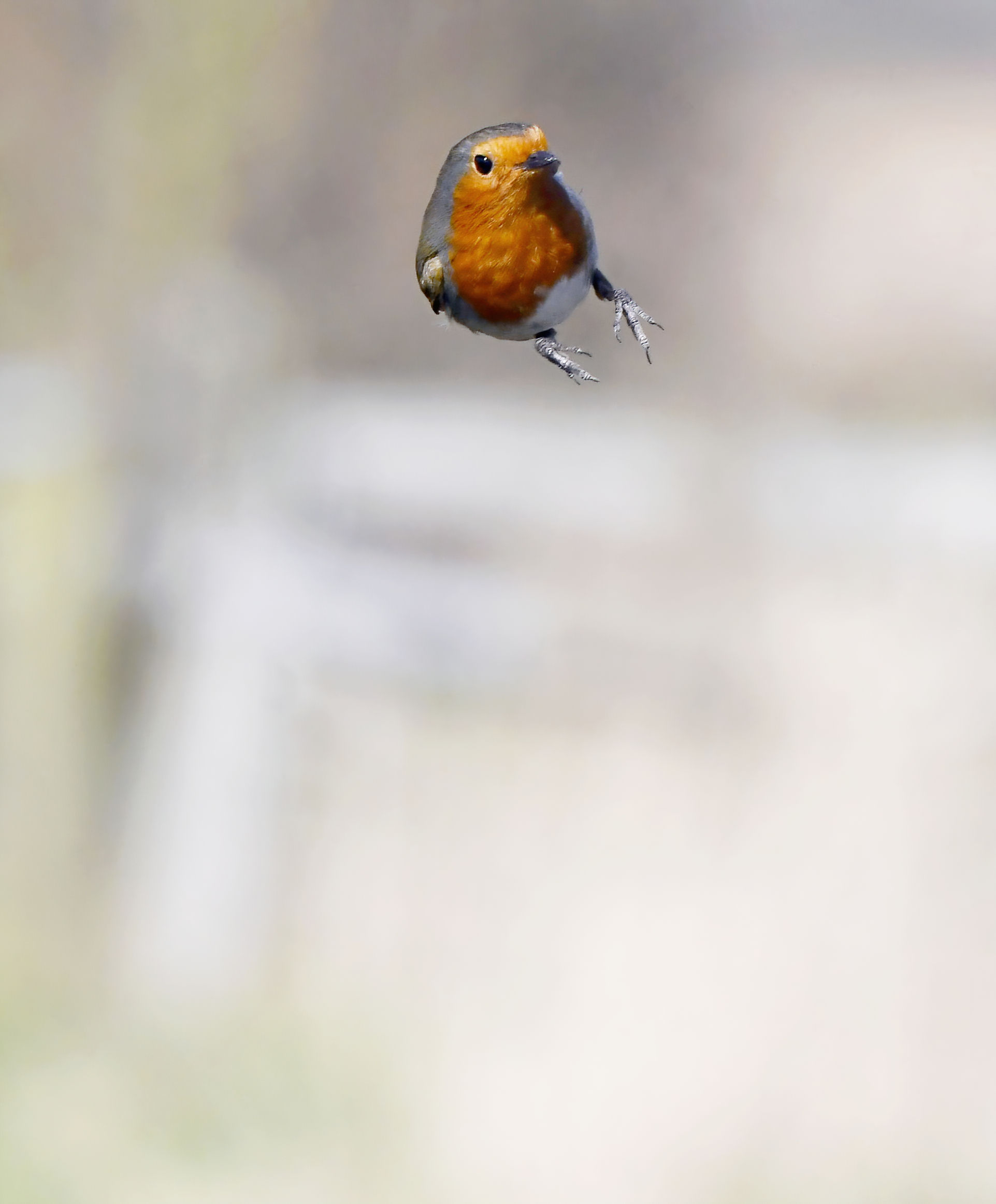 Dangle Robin - 10x8 mounted print 