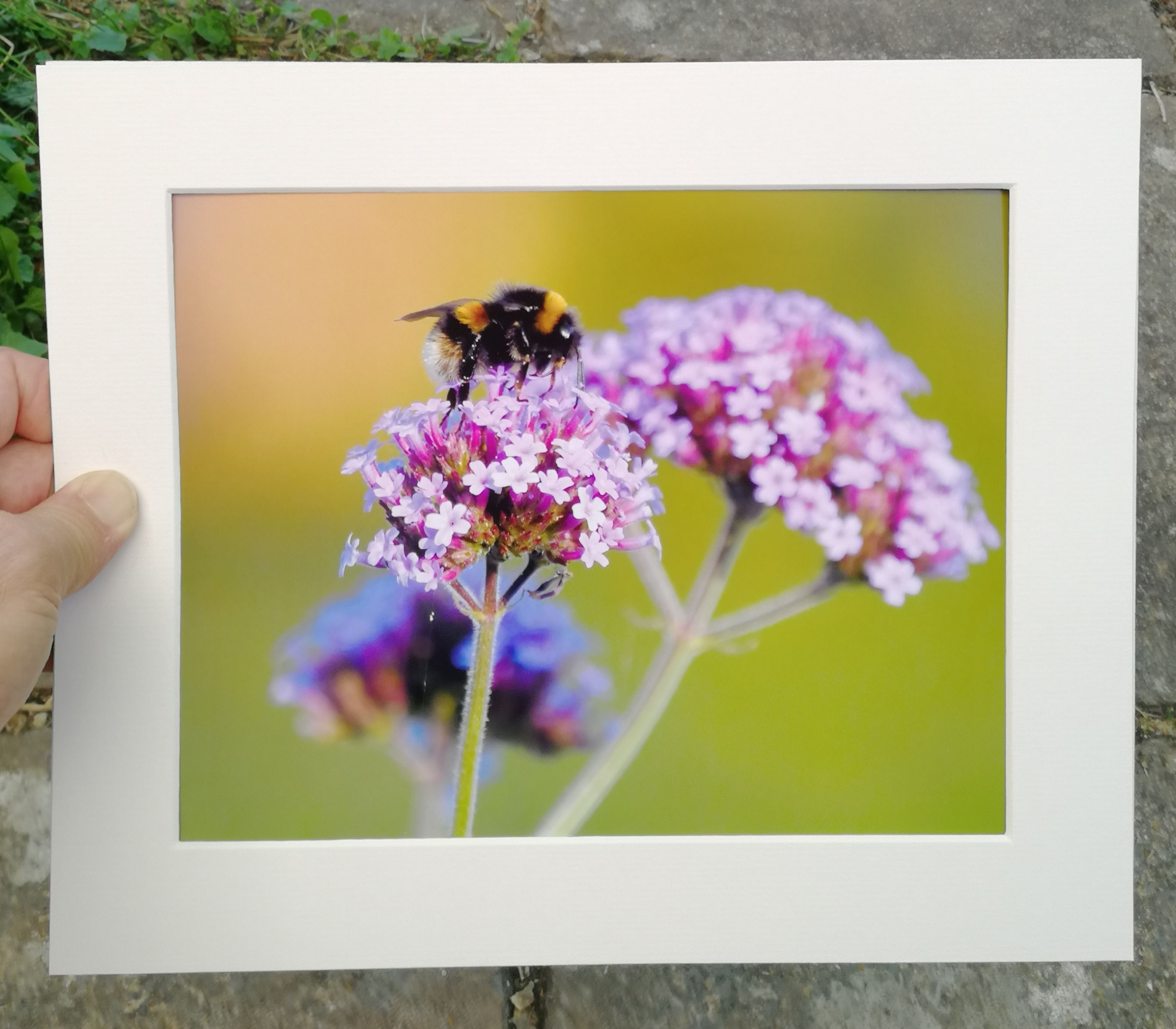 Bumble Bee on Verbena - 10x8 mounted print