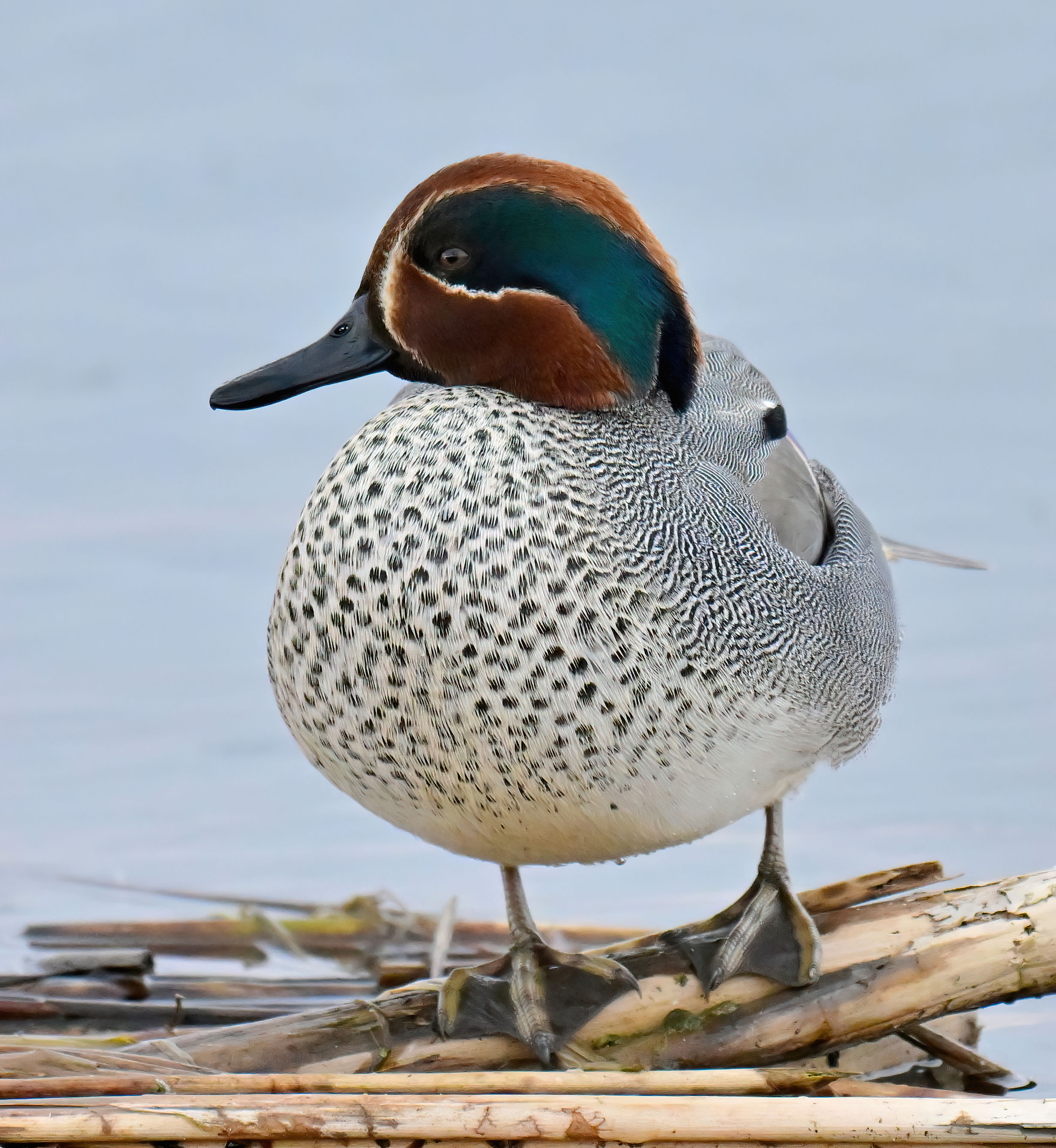 Male Teal posing - 10x8 mounted print (Portrait orientation)