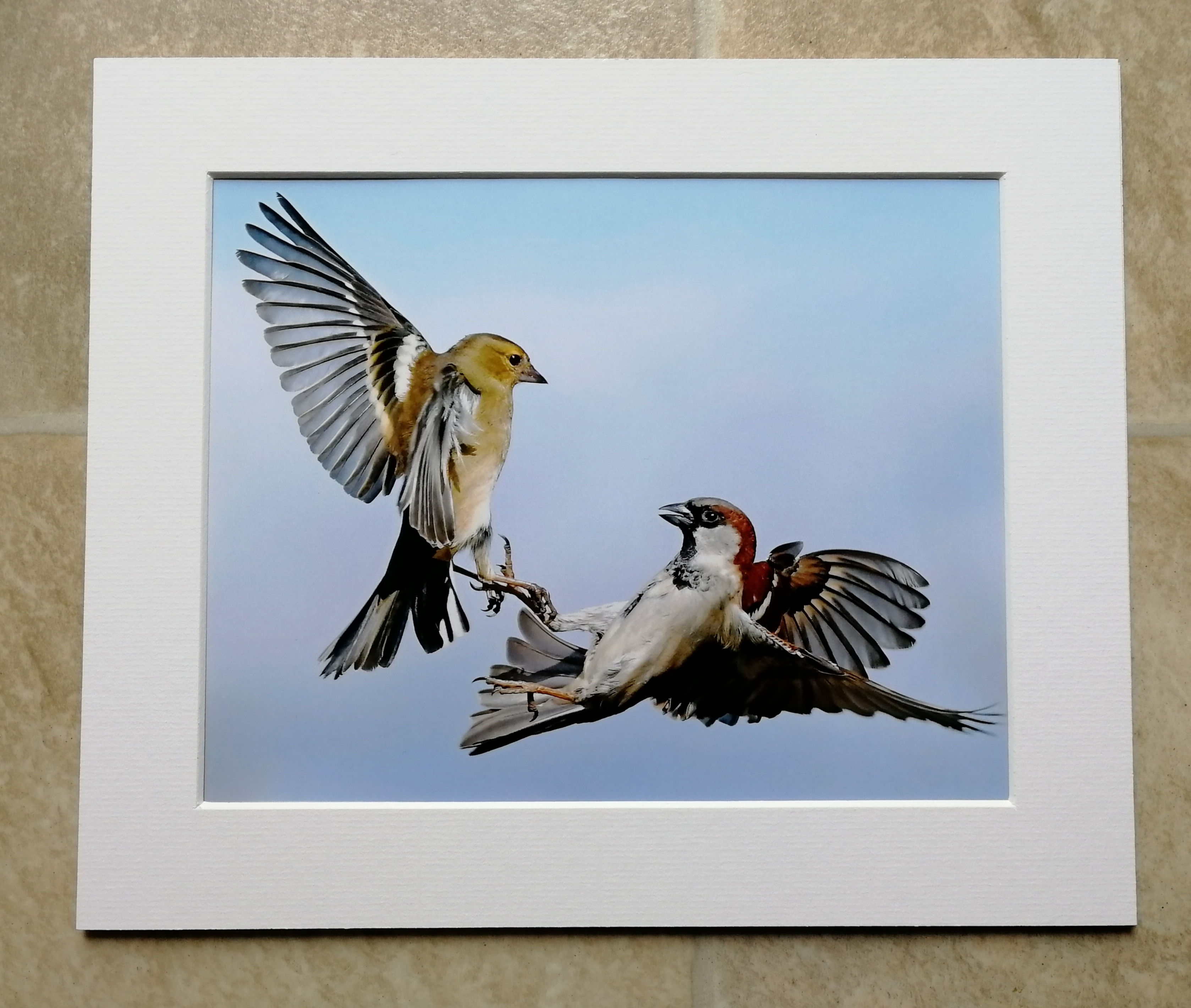 Squabbling Chaffinch and House Sparrow - 10x8 mounted print 