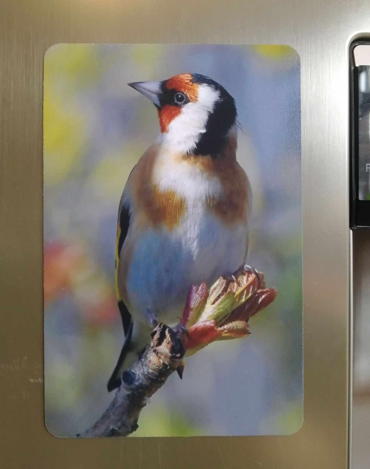 Goldfinch & Spring colours - 6x4 fridge magnet 