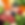 fresh-chicken-dog-food-mumbai.jpg