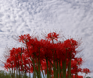 秋分の日どうして祝日なのか?
