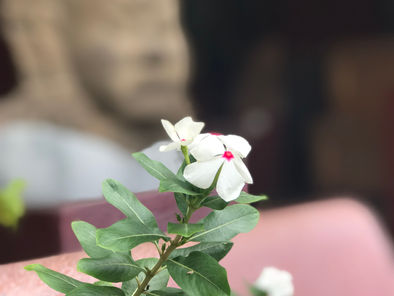 陰ヨガ×クリスタルボウルのイベントを中止とお知らせ