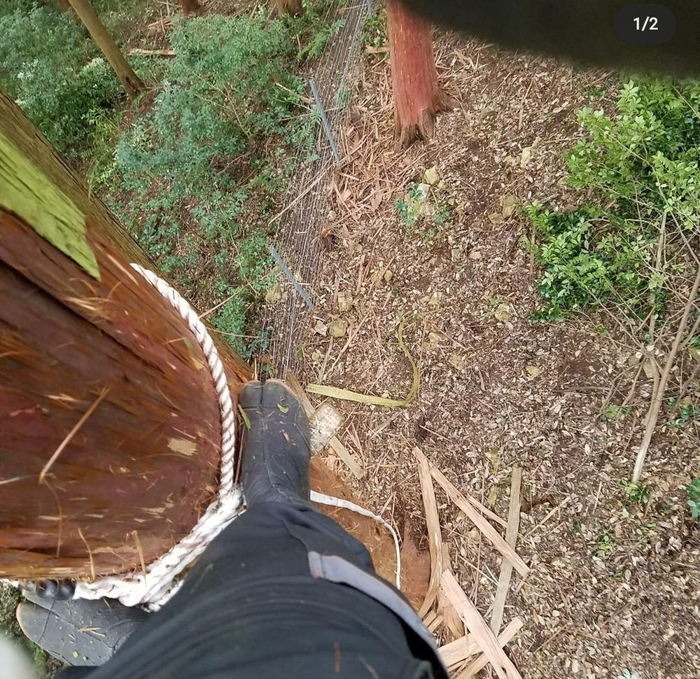 檜皮葺 ひわだぶき とは