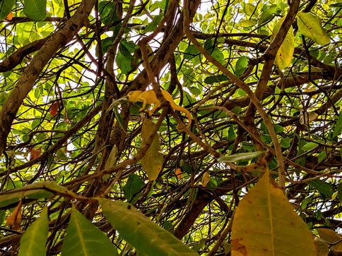 Chameleon in tree