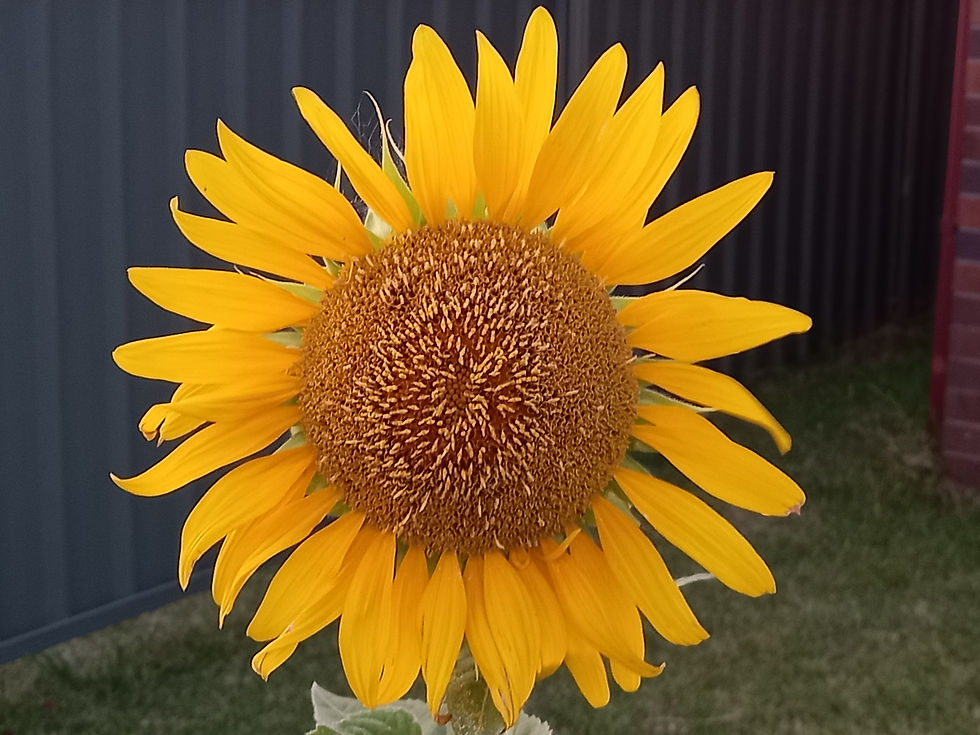 sunflower.jpg