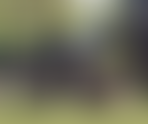 Forest Bathing Meditation