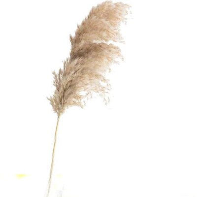 Thumbnail: 20pcs Dried Pampas Grass Natural Phragmites&reed Flowers