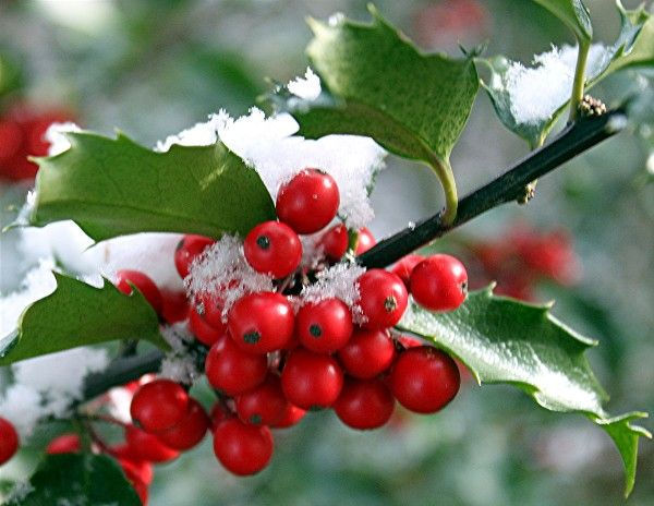 Thumbnail: Holiday Wax Melts