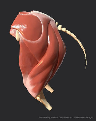 Muscles of the Equine Sacroiliac Region