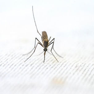 Effective Mosquito Control in Jacksonville, FL | Magna Pest Solutions