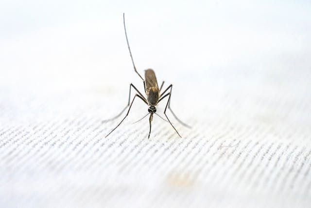 Effective Mosquito Control in Jacksonville, FL | Magna Pest Solutions