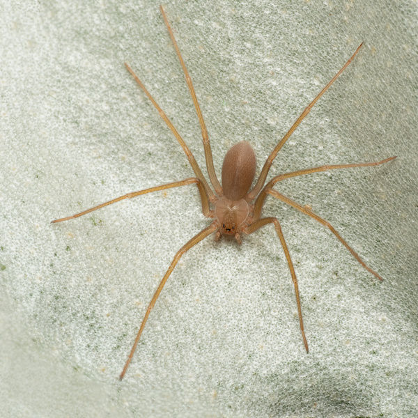 A brown spider with long legs on a light, textured surface. The setting is calm, with no visible text or additional objects.