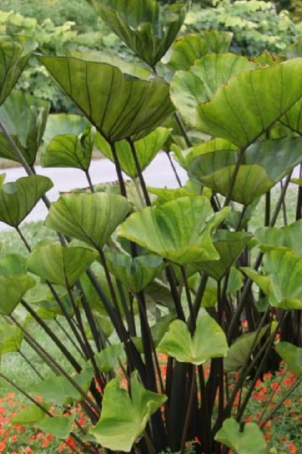 COLOCASIA ESCULENTA ‘COFFEE CUPS’ - 3G