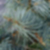 Concolor fir tree