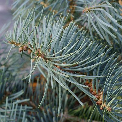 Concolor fir tree