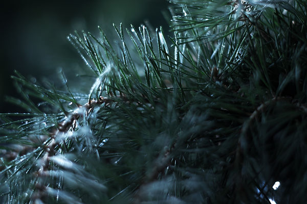 White pine tree