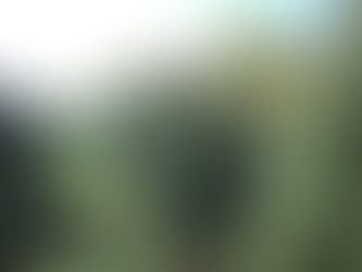 Indiana Real Christmas Tree Producers Prepare for Busy Season