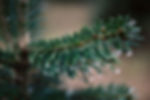 Fraser fir tree