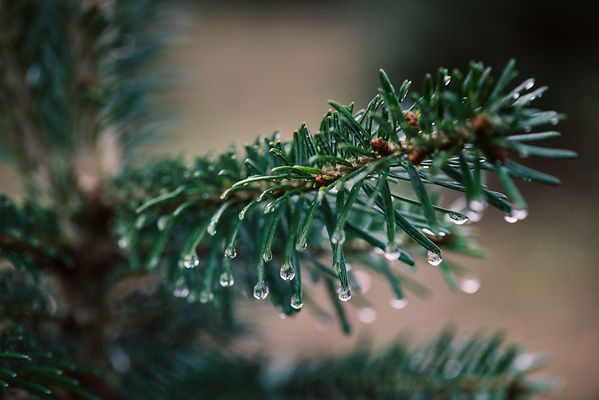 Fraser fir tree