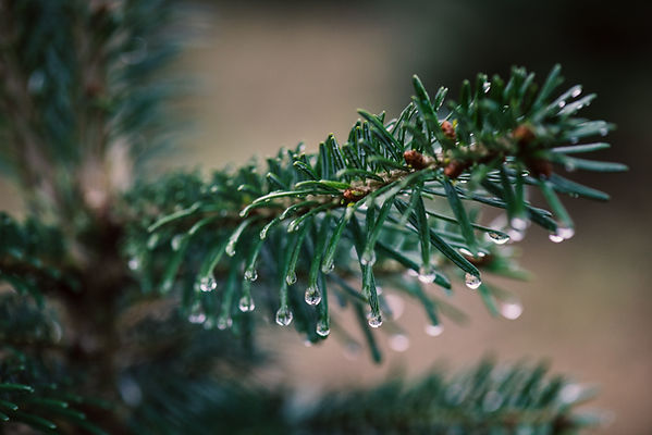 Fraser fir tree