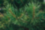 Scotch pine tree
