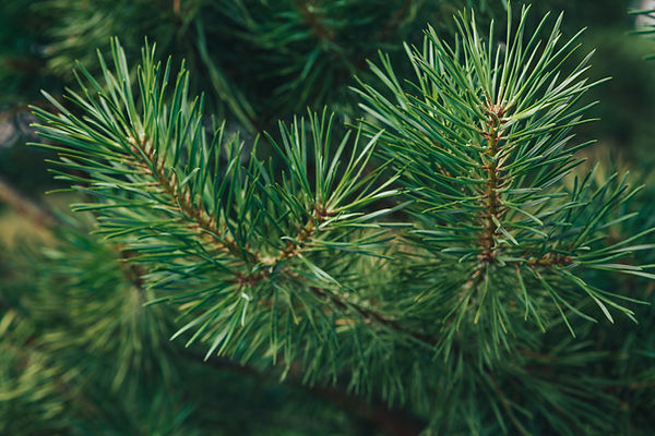 Scotch pine tree