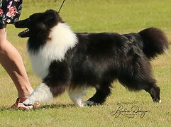el going in for Best Puppy in Show.jpg