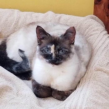 Skittles 1 yr..JPG