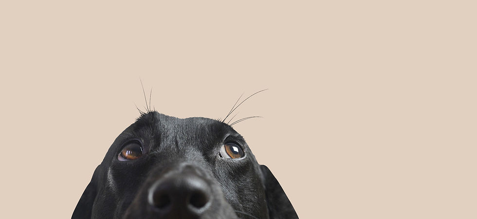 Closeup of a Black Dog_edited.jpg