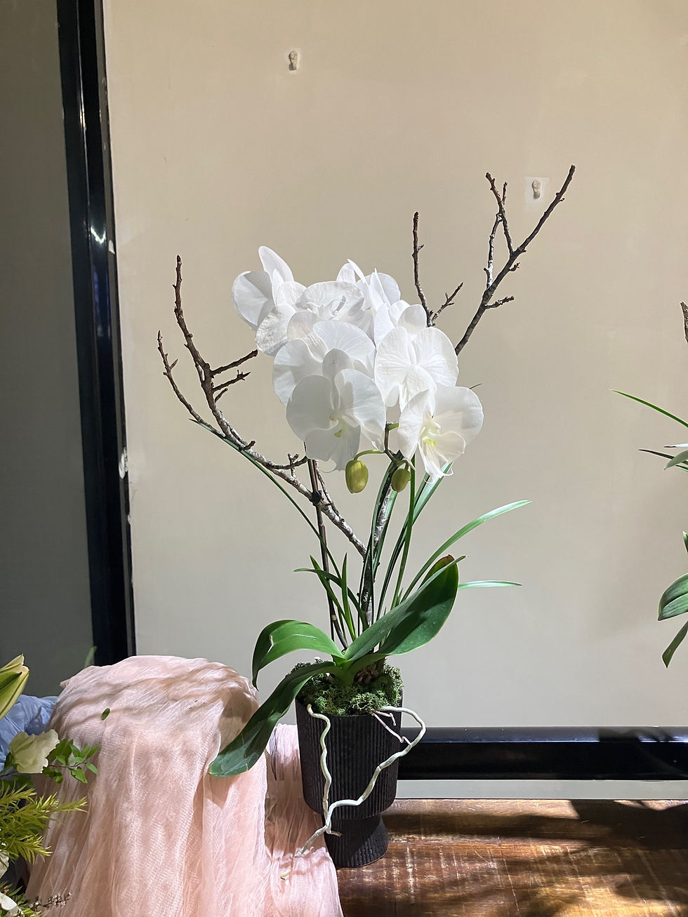 縮圖：木蘭雅室