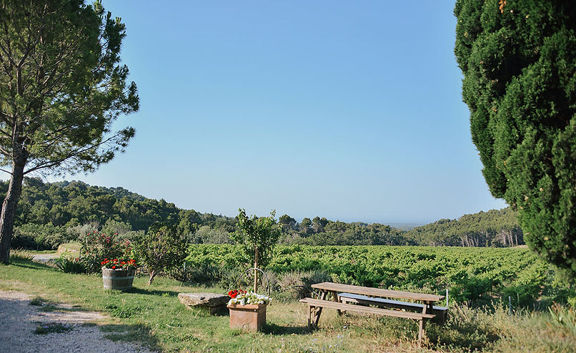 Vue sur les vignes depuis Le Clos de Caveau