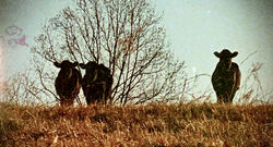 CA79A373-67DE-412E-9B0D-6E33D69565CC.jpeg