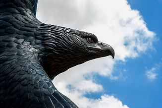 18_0540_Campus Stock008-eagle.jpg