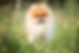 Pomerian, Hundefotograf, Hundefotografie, Hundeshooting in der Natur, Tierfotograf, Pferdefotograf, Pferdefotografie, Familienfotografie, Fotograf aus Leidenschaft,