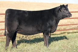 SAV Emblynette 5368 - 2016 Angus Foundat