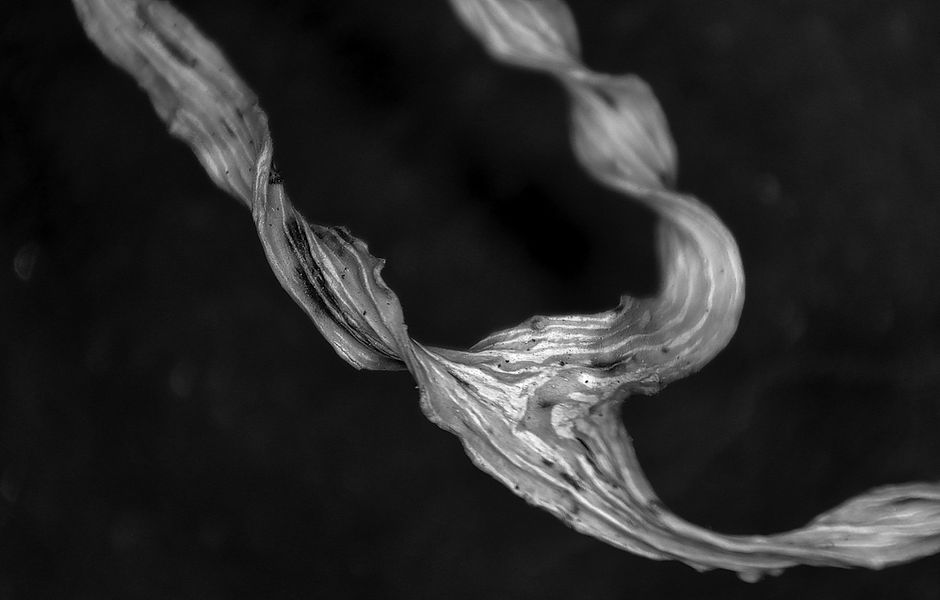 Ramalinamenziesii5.jpg