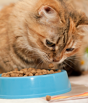 Cat Eating