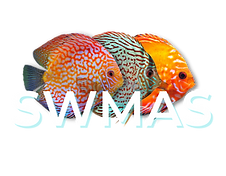 Transparent_White_SWMAS+Large+Text+ONLY.png