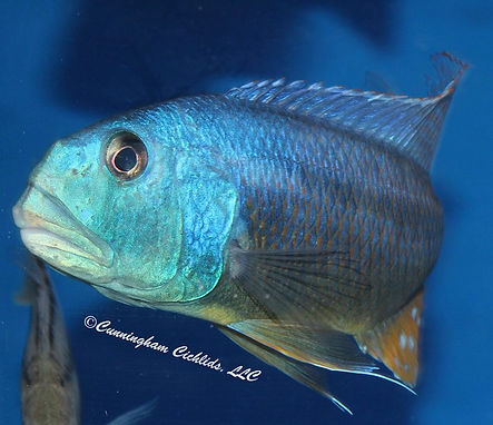 28471191_1494911653951024_21604908598461