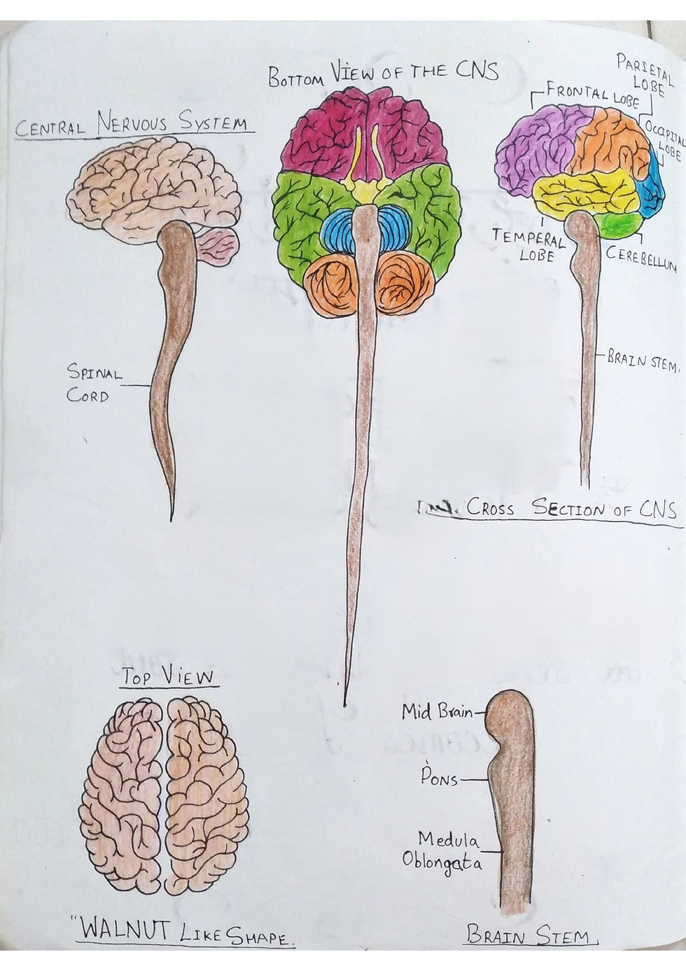 Nervous System - Grade 8