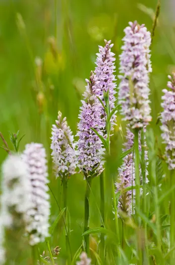 Common spotted orchid (Dactylorhiza fuchsii)