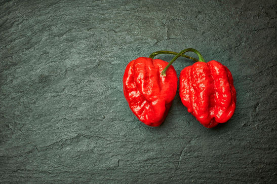 The Carolina Reaper chili pepper