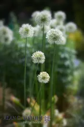 Ornamental Onion (Allium aflatunense)
