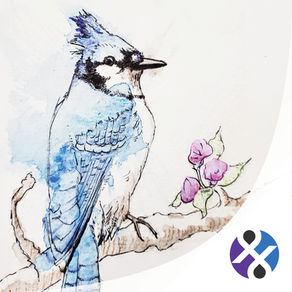Watercolour illustration of a blue jay with pink flowers. The background is white.