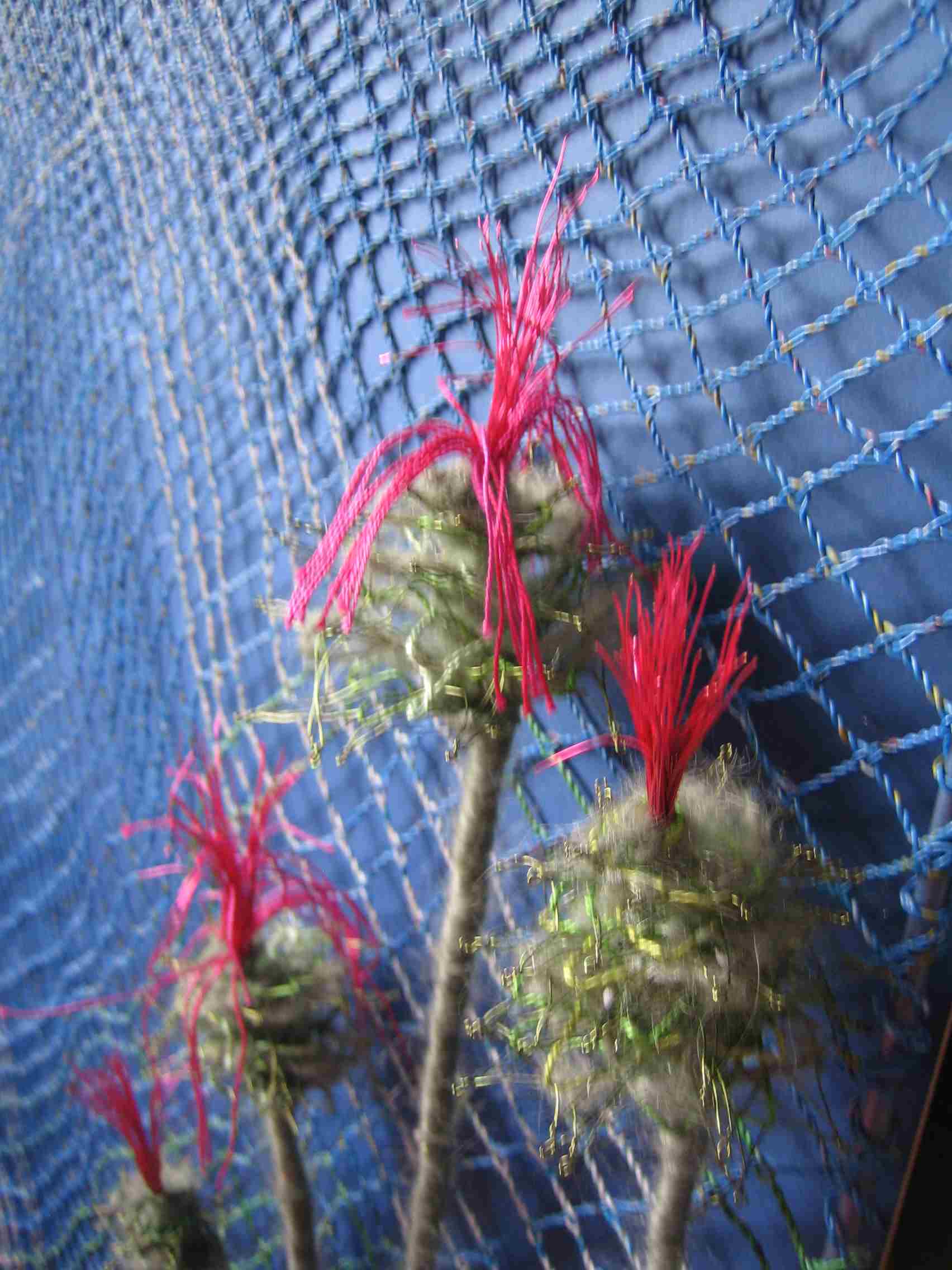 Thistle do
